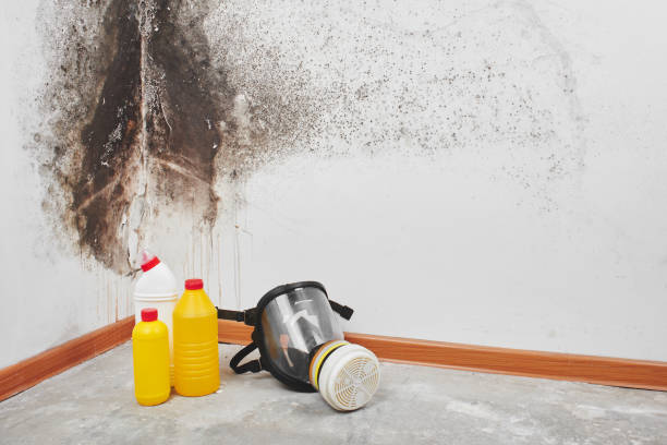 Best Professional Mold Removal  in Clover, SC