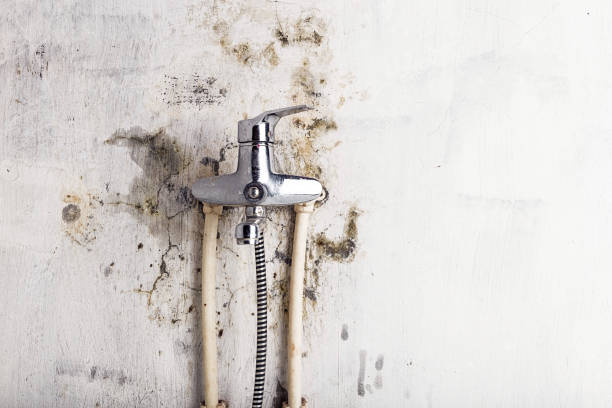 Best Mold Damage Repair  in Clover, SC