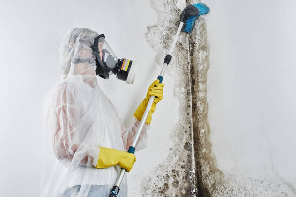 Professional Mold Removal in Clover, SC