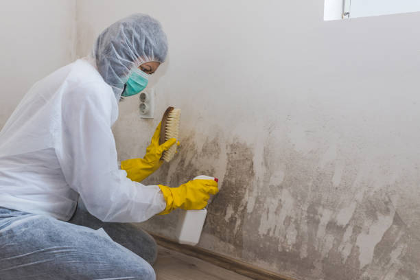 Best Toxic Mold Removal  in Clover, SC