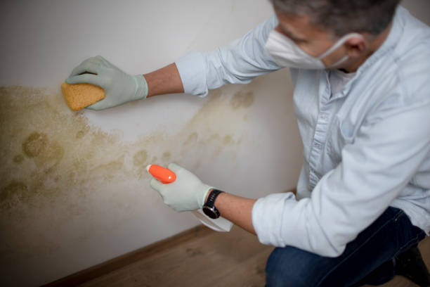 Best Commercial Mold Removal  in Clover, SC