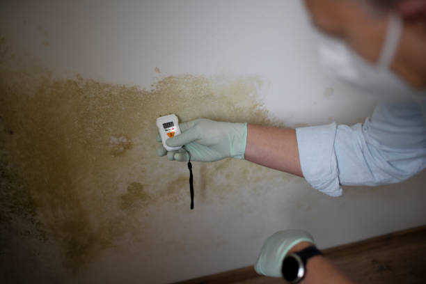Best Professional Mold Removal  in Clover, SC