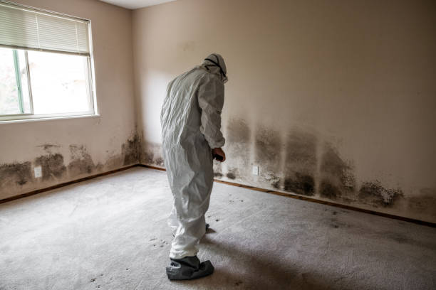 Best Attic Mold Removal  in Clover, SC