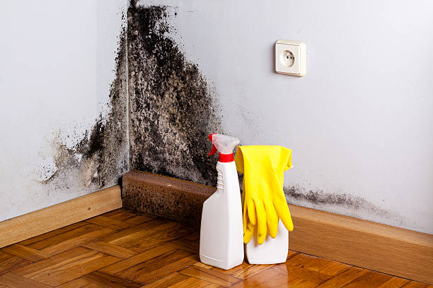 Best Certified Mold Removal  in Clover, SC