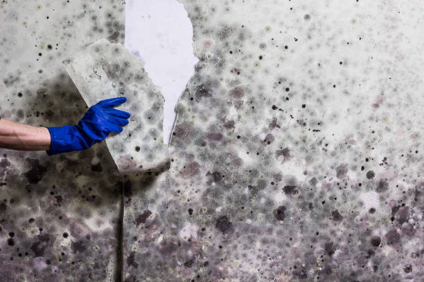 Best Home Mold Removal  in Clover, SC